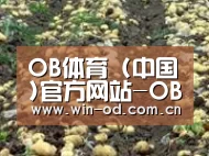 种植基地八(图1)